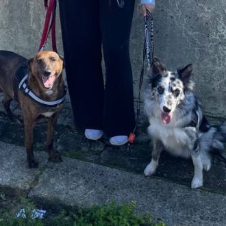 Deborah Duarte - Dog Walker - Pet Sitting e Pet Walking - Baião