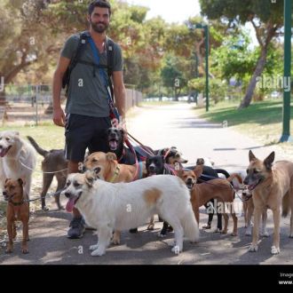 PettBoss - Dog Sitting - Cidade da Maia
