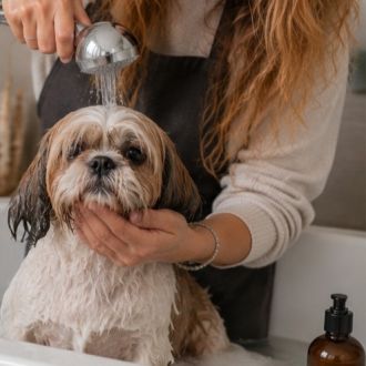 Leonor Pereira - Pet Sitting e Pet Walking - Amares