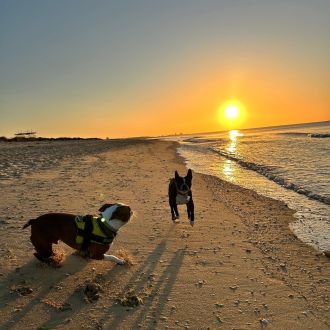 Corie D. - Dog Sitting