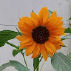 Raquel C. - Mudanças