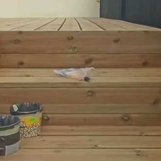 João alvites pavimentos - Hardwood Floor Installation - Algés, Linda-a-Velha e Cruz Quebrada-Dafundo
