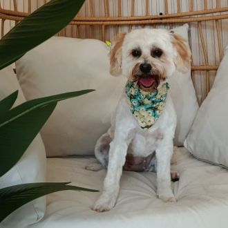 Beatriz Marques - Pet Sitting e Pet Walking - Sines