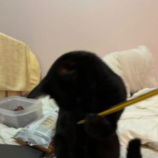 BeatrizMiray - Pet Sitting e Pet Walking - Trofa