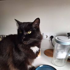 Pet sitting da Nês - Cuidados para Animais de Estimação - Trofa