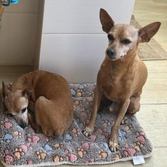 Orlanda Xavier - Pet Sitting e Pet Walking - Sines