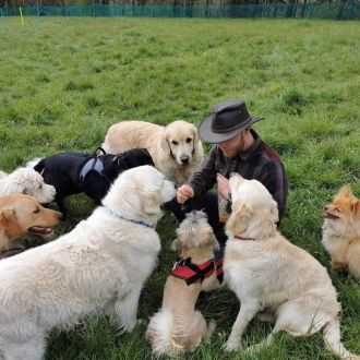 The Canine Behaviourist - Treino de Animais - Tondela