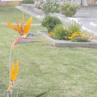 Vasco - Jardinagem e Relvados - Pombal