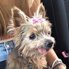 Rute lopes - Pet Sitting e Pet Walking - Terras de Bouro