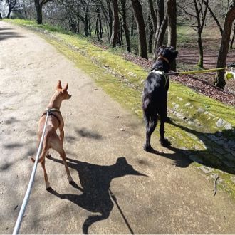 Carina Costa - Pet Sitting e Pet Walking - Porto