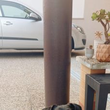 Maria Gouveia - Pet Sitting e Pet Walking - Porto