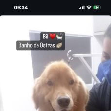 Lidiane - Cuidados para Animais de Estimação - Odivelas