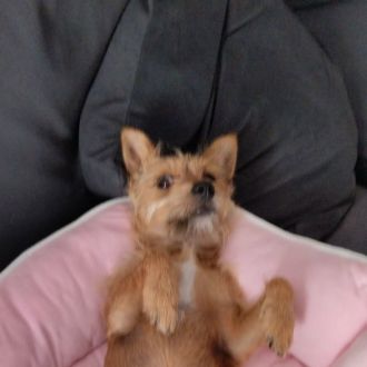 Leo's pets - Pet Sitting e Pet Walking - Santa Cruz