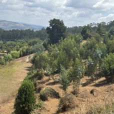 J&B serviços - Jardinagem e Relvados - Terras de Bouro