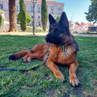 Filipa M. - Pet Sitting - Beato