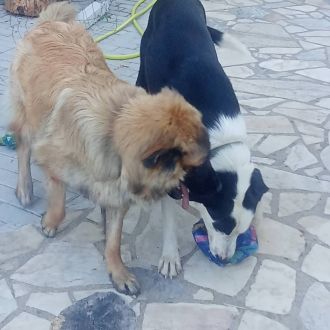 Joao - Treino de Animais - Covilhã