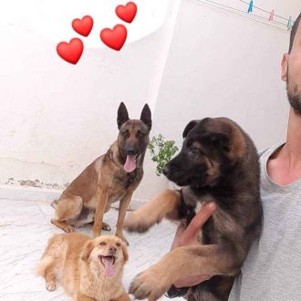 K9s - Treino de Cães - Azambuja