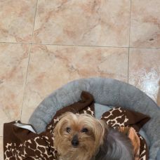 Kivana pet - Pet Sitting e Pet Walking - Sines