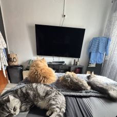 Alexandre Filipa - Pet Sitting e Pet Walking - Porto