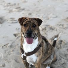 Mafalda mestre - Pet Sitting e Pet Walking - Sines