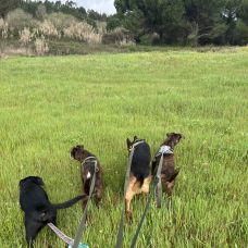 Margarida Saldanha - Pet Sitting e Pet Walking - Mafra