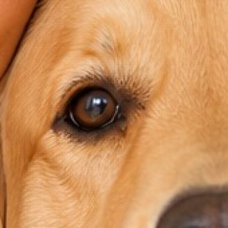 inativo por agora - Pet Sitting e Pet Walking - Mafra