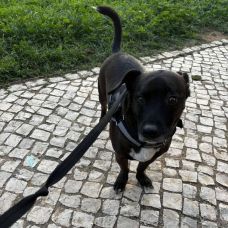 Anastásia - Pet Sitting e Pet Walking - Loulé