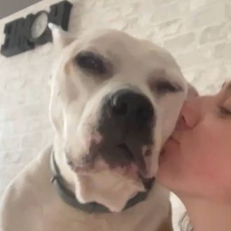 Darya kutsey - Creche para Cães - Vialonga