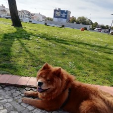 Pedro Lopes - Treino de Cães - Alenquer