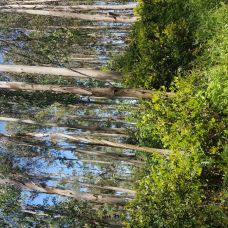 Julio Ccesar  limpeza - Jardinagem e Relvados - fixando.pt