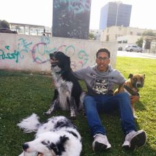 DogOutLisboa - Creche para Cães - Santa Clara