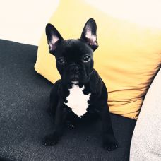 Patrícia Pais - Trabalhos Manuais e Artes Plásticas - Coimbra