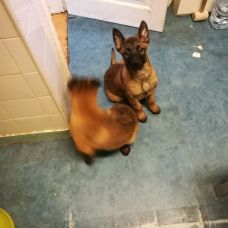 Jos&eacute; Antonio Gomes da Rocha - Treino de C&atilde;es - Lisboa