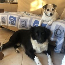 Dog sitting - Hotel e Creche para Animais - Loulé