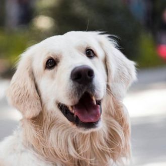 Alice N. - Ahnenforschung - Genealogie