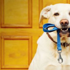 Maria Clara Cardoso - Pet Sitting e Pet Walking - Santar&eacute;m