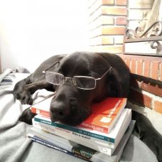 M&aacute;rio Coutinho - Hotel e Creche para Animais - Viana do Castelo