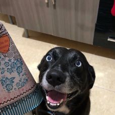 Sidney Cabral - Pet Sitting e Pet Walking - Vila Real