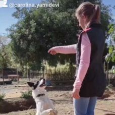 Carolina Valsassina - Treino de Cães - Alcoutim
