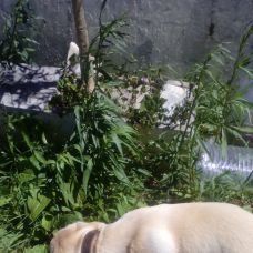 Beatriz - Pet Sitting e Pet Walking - Évora