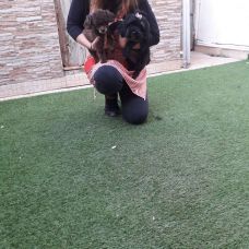 Paula Mestre  - Pet groomer - Dog Sitting - Santa Bárbara de Nexe