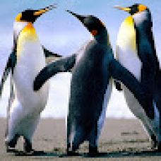 Barbara Gomes - Hotel e Creche para Animais - Leiria