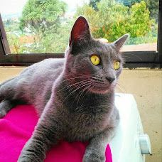 Inês Gomes - Pet Sitting e Pet Walking - Matosinhos