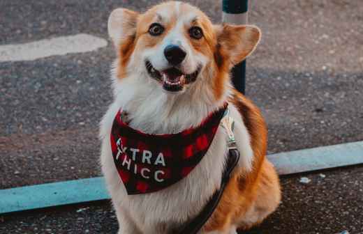 Hospedaje y guarderías de mascotas