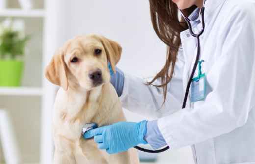 Médico Veterinário - Cuidados para Animais de Estimação