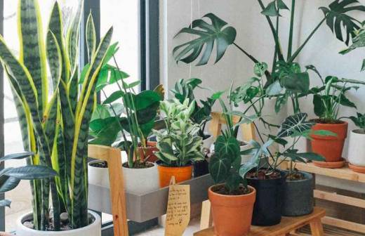 Plant Sitting - pavoadelanhoso