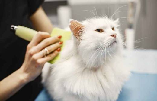 Banhos e Tosquias para Animais - viladobispo