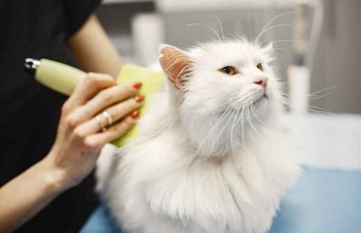Banhos e Tosquias para Animais - Canis