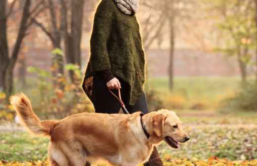 Dog Walking - cuba