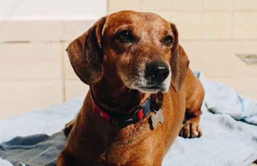 Treino de Cães - Aulas - Cachorro